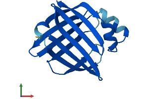 AlphaFold protein structure predicition of Mouse Recombinant Fabp12 Protein, UniprotID Q9DAK4