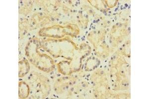 Immunohistochemistry of paraffin-embedded human kidney tissue using ABIN7173297 at dilution of 1:100 (TMEM95 antibody  (AA 17-145))