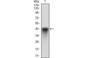 Western blot analysis using SYCP3 mAb against human SYCP3 recombinant protein. (SYCP3 antibody  (AA 27-128))