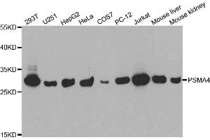 Western blot analysis of extracts of various cell lines, using PSMA4 antibody (ABIN5971344) at 1/1000 dilution.