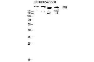 Western Blot (WB) analysis of 3T3 KB K562 293T lysis using FN1 antibody. (Fibronectin 1 antibody  (C-Term))