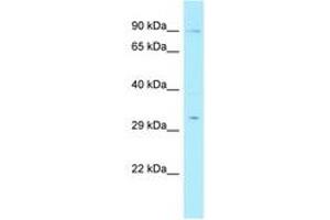 Image no. 1 for anti-RAD17 (RAD17) (N-Term) antibody (ABIN6742192) (RAD17 antibody  (N-Term))