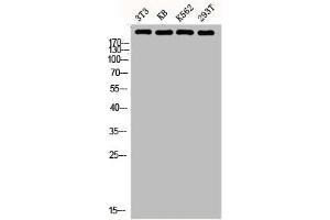 Western blot analysis of 3T3 KB K562 293T lysis using FN1 antibody. (Fibronectin 1 antibody  (C-Term))