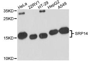 Western blot analysis of extracts of various cell lines, using SRP14 antibody (ABIN6292288) at 1:3000 dilution. (SRP14 antibody)