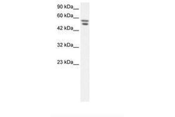 ZNF768 antibody  (AA 57-106)