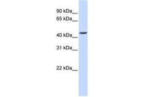 Image no. 1 for anti-ELAC1 (ELAC1) (AA 180-229) antibody (ABIN6740730) (ELAC1 antibody  (AA 180-229))