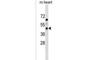 PDGFRL Antibody (N-term) (ABIN1539086 and ABIN2849032) western blot analysis in mouse heart tissue lysates (35 μg/lane). (PDGFRL antibody  (N-Term))