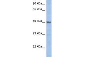 Image no. 1 for anti-Zinc Finger Protein 474 (ZNF474) (AA 251-300) antibody (ABIN6742218) (ZNF474 antibody  (AA 251-300))