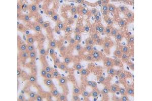Used in DAB staining on fromalin fixed paraffin- embedded liver tissue (VNN1 antibody  (AA 22-328))