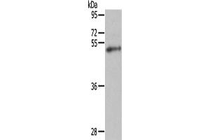 Western Blotting (WB) image for anti-Forkhead Box P3 (FOXP3) antibody (ABIN2431368) (FOXP3 antibody)