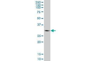 GNMT MaxPab polyclonal antibody. (GNMT antibody  (AA 1-295))