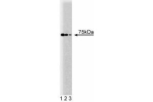 Western blot analysis of LEDGF on a HeLa cell lysate (Human cervical epitheloid carcinoma, ATCC CCL-2.