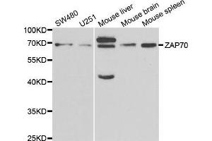 Western blot analysis of extracts of various cell lines, using ZAP70 antibody. (ZAP70 antibody  (AA 1-300))