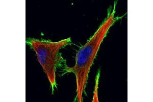 ICC/IF Image Confocal immunofluorescence analysis (Olympus FV10i) of methanol-fixed HeLa, using beta Actin, antibody (Green) at 1:1000 dilution. (beta Actin antibody  (N-Term))