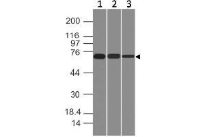 Image no. 1 for anti-Endoglin (ENG) (AA 43-287) antibody (ABIN5027184) (Endoglin antibody  (AA 43-287))