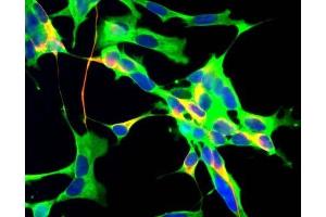 Human neuroblastoma SH-SY5Y cells stained with ABIN1580424 (green), chicken antibody to neurofilament NF-H CPCA-NF-H (red) and DNA (blue).