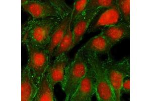 anti-tRNA Methyltransferase 5 (TRMT5) (AA 291-501) antibody