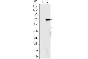 Western blot analysis using KDM4A mAb against HEK293 (1) and KDM4A(AA: 500-705)-hIgGFc transfected HEK293 (2) cell lysate. (KDM4A antibody)