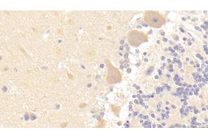 Immunohistochemistry (IHC) image for anti-GABA(A) Receptor-Associated Protein-Like 2 (GABARAPL2) (AA 1-117) antibody (ABIN7442576)