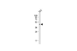 Anti-PRDM12 Antibody at 1:1000 dilution + 293 whole cell lysate Lysates/proteins at 20 μg per lane. (PRDM12 antibody)