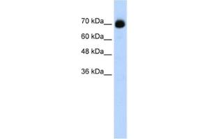Western Blotting (WB) image for anti-CXXC Finger Protein 1 (CXXC1) antibody (ABIN2461852) (CXXC1 antibody)