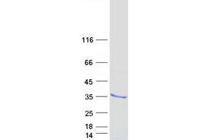 Western Blotting (WB) image for Suppressor of Cytokine Signaling 3 (SOCS3) protein (Myc-DYKDDDDK Tag) (ABIN2732342)