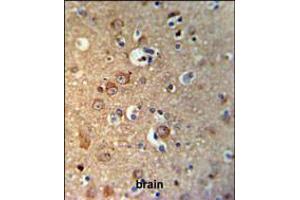 GPHN Antibody IHC analysis in formalin fixed and paraffin embedded brain tissue followed by peroxidase conjugation of the secondary antibody and DAB staining.