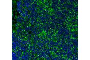 Indirect immunostaining of PFA-fixed paraffin embedded mouse spleen section (dilution 1 : 500; green). (Recombinant alpha Tubulin antibody  (C-Term))