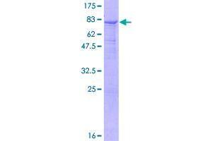 B3GALNT2 Protein (AA 1-500) (GST tag)