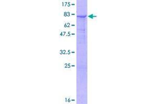 B3GALNT2 Protein (AA 1-500) (GST tag)