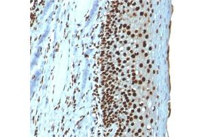 Formalin-fixed, paraffin-embedded human Tonsil stained with Histone H1 Mouse Recombinant Monoclonal Antibody (r1415-1). (Recombinant Histone H1 antibody)