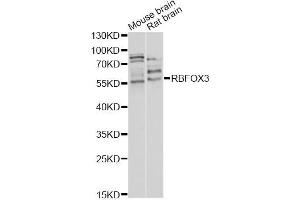 Western blot analysis of extracts of various cell lines, using RBFOX3 antibody (ABIN5970347) at 1/1000 dilution.