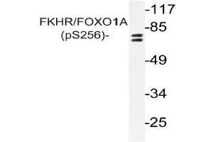 Western blot (WB) analysis of p-FKHR/FOXO1A antibody in extracts from NIH/3T3 cells (FOXO1 antibody  (pSer256))