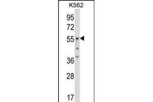 ODC1 Antibody (C-term) (ABIN657948 and ABIN2846892) western blot analysis in K562 cell line lysates (35 μg/lane). (ODC1 antibody  (C-Term))
