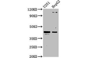 Western Blot Positive WB detected in: U251 whole cell lysate, HepG2 whole cell lysate All lanes: C1GALT1 antibody at 4. (C1GALT1 antibody  (AA 34-143))