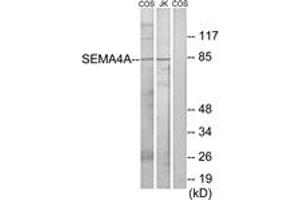 Western blot analysis of extracts from COS7/Jurkat cells, using SEMA4A Antibody. (Sema4a antibody  (AA 501-550))