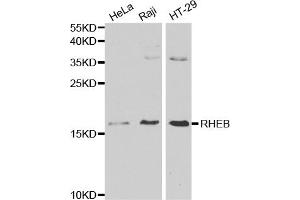 Western blot analysis of extracts of various cell lines, using RHEB antibody (ABIN5970511) at 1/1000 dilution. (RHEB antibody)