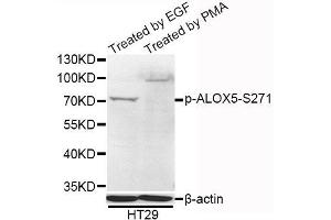 Western blot analysis of extracts of HT-29 cells, using Phospho-ALOX5-S271 antibody (ABIN5995612) at 1/1000 dilution. (ALOX5 antibody  (pSer271))