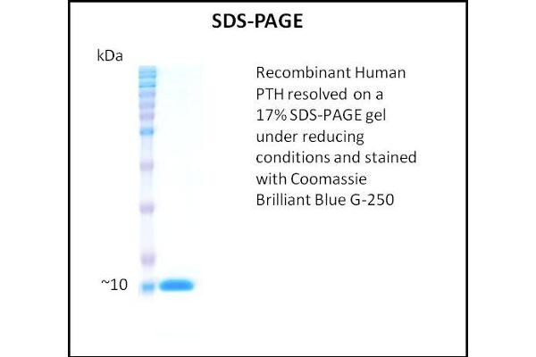 PTH Protein