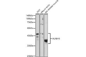 Western blot analysis of extracts of various cell lines, using  antibody (ABIN6133085, ABIN6136806, ABIN6136807 and ABIN6215376) at 1:1000 dilution. (ALKBH5 antibody  (AA 245-394))
