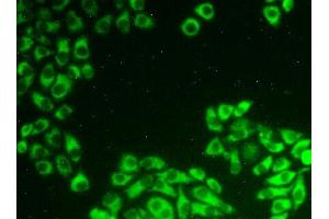 Figure:FITC staining on IHC-P Simple: Hela cells (PDCD6 antibody  (AA 32-191))