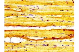 IHC image of ABIN7160609 diluted at 1:600 and staining in paraffin-embedded human skeletal muscle tissue performed on a Leica BondTM system.