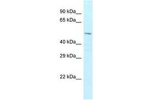 Image no. 1 for anti-Zinc Finger Protein 872 (ZFP872) (AA 121-170) antibody (ABIN6747811) (Zfp872 antibody  (AA 121-170))