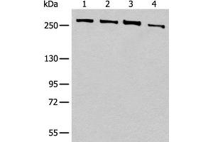 Western blot analysis of 293T cell lysates using PRPF8 Polyclonal Antibody at dilution of 1:450 (PRPF8 antibody)