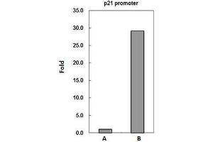 ChIP Image PADI4 antibody immunoprecipitates PADI4 protein-DNA complex in ChIP experiments. (PAD4 antibody  (Center))