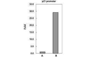 ChIP Image PADI4 antibody immunoprecipitates PADI4 protein-DNA complex in ChIP experiments.