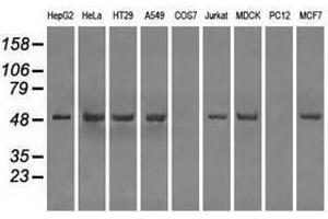 Image no. 2 for anti-Protein Phosphatase 5, Catalytic Subunit (PPP5C) antibody (ABIN1500392) (PP5 antibody)