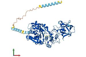 Protein Structure (PS) image for Williams-Beuren Syndrome Chromosome Region 17 (WBSCR17) (AA 1-598) protein (His tag) (ABIN7558304)