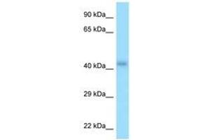 Image no. 1 for anti-Purinergic Receptor P2Y, G-Protein Coupled, 2 (P2RY2) (C-Term) antibody (ABIN6748247) (P2RY2 antibody  (C-Term))