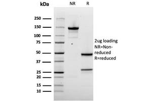 SDS-PAGE Analysis Purified Napsin A Mouse Monoclonal Antibody (rNAPSA/1239). (Recombinant NAPSA antibody  (AA 189-299))